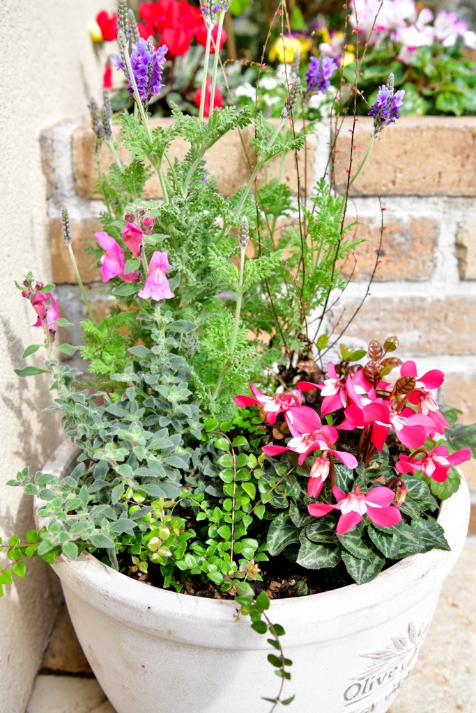 寄せ植え鉢植え