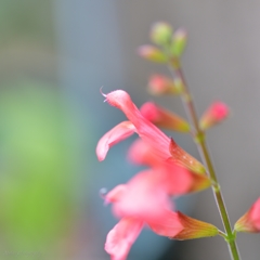 チェリーセージオレンジ