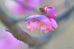 桃色の梅の花1