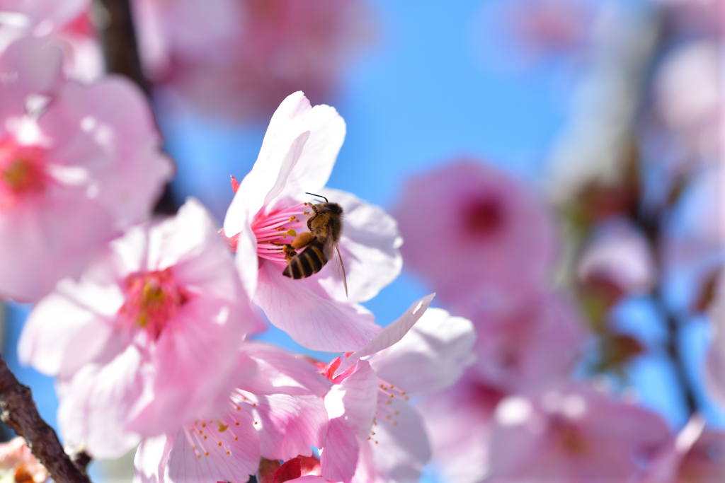 sakura