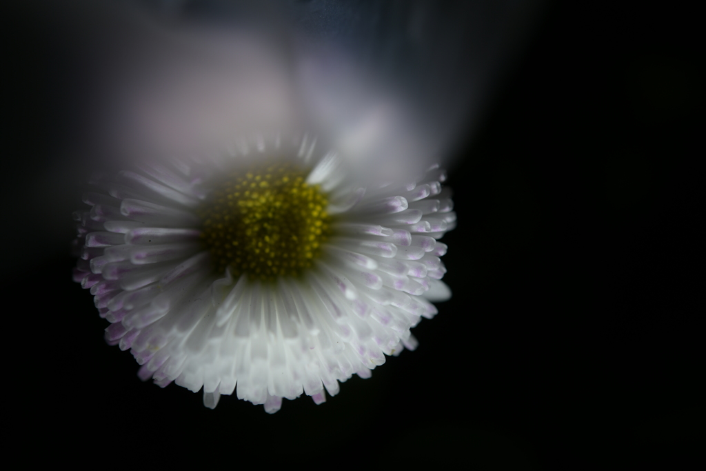 White Daisy