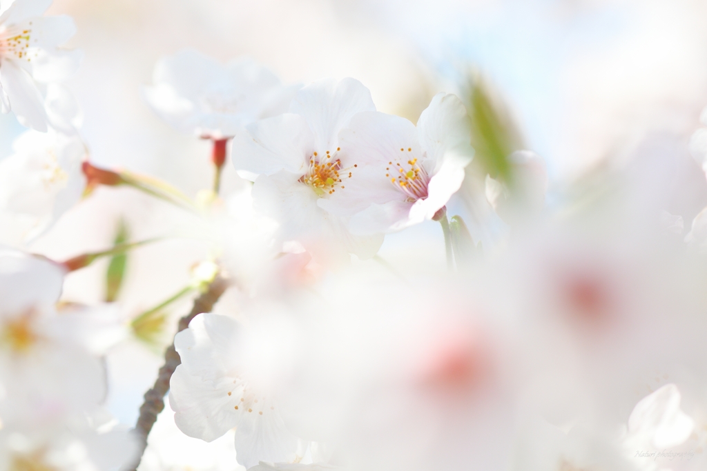 夢見る桜