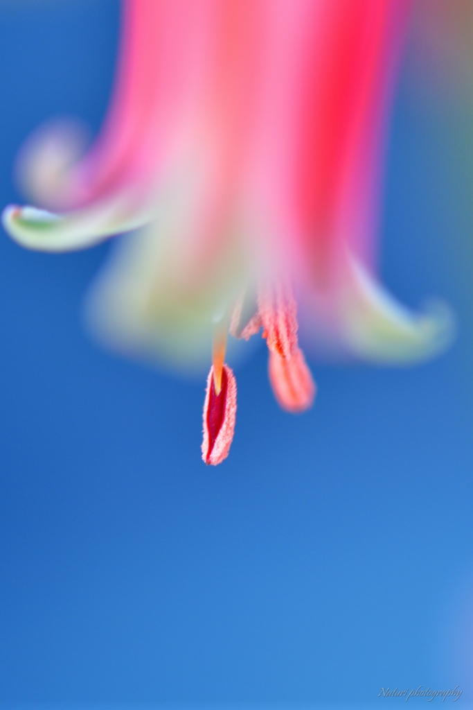可愛いアロエⅠ