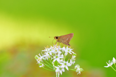韮の花とセセリチョウ