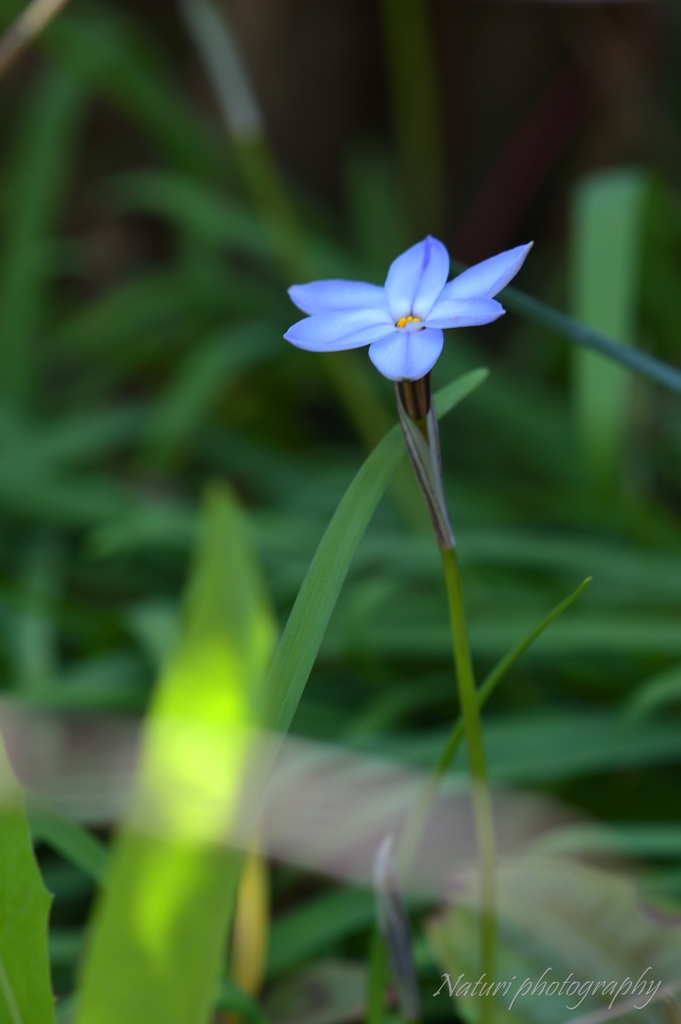 花にら