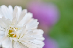 White Daisy