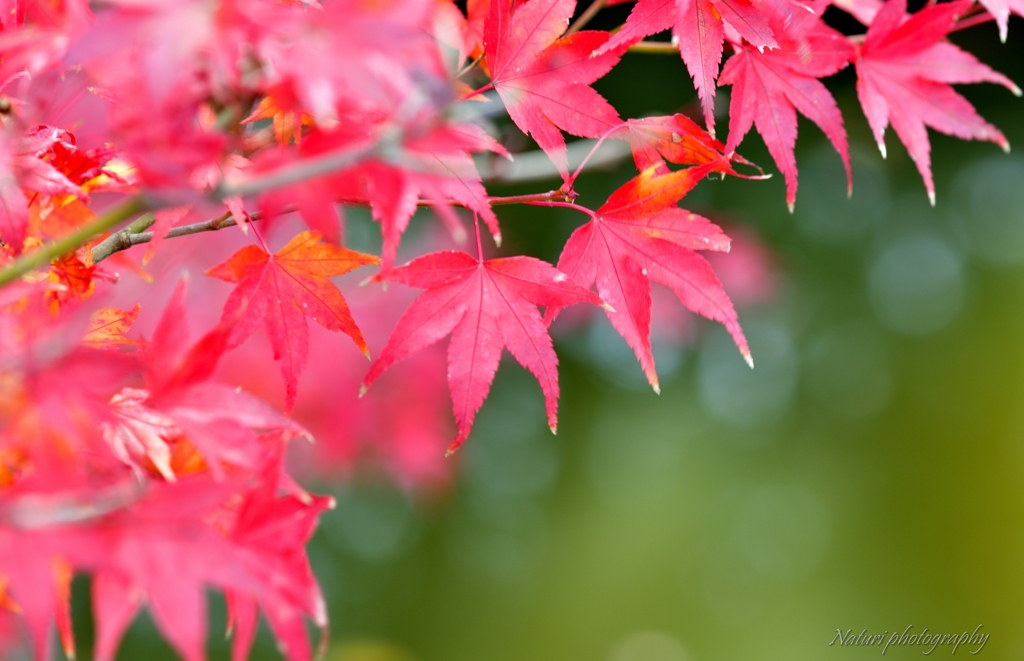 奈良公園 紅葉