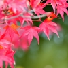 奈良公園 紅葉