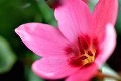 ヘスペランサ・フミリス