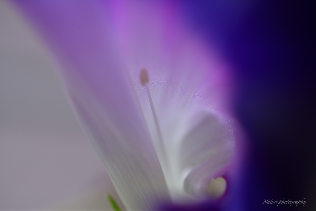 Mysterious morning glory