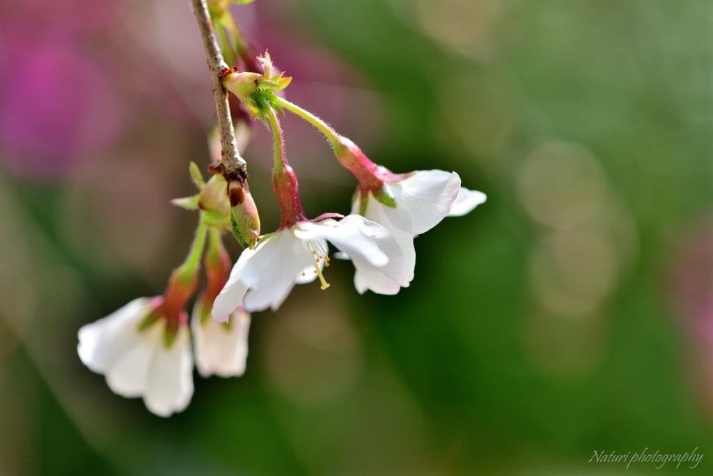 しだれ富士桜