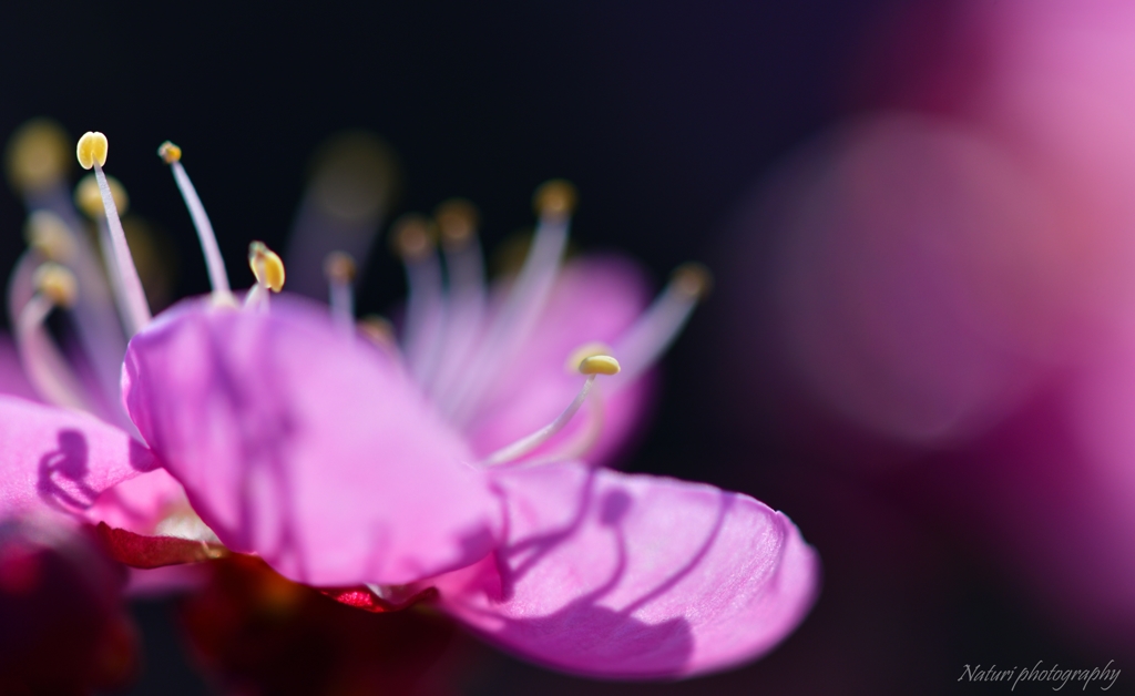 香散見草