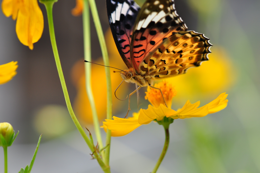 ヒメアカタテハ