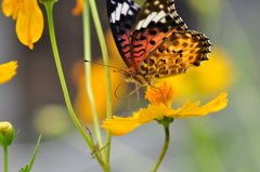 ヒメアカタテハ