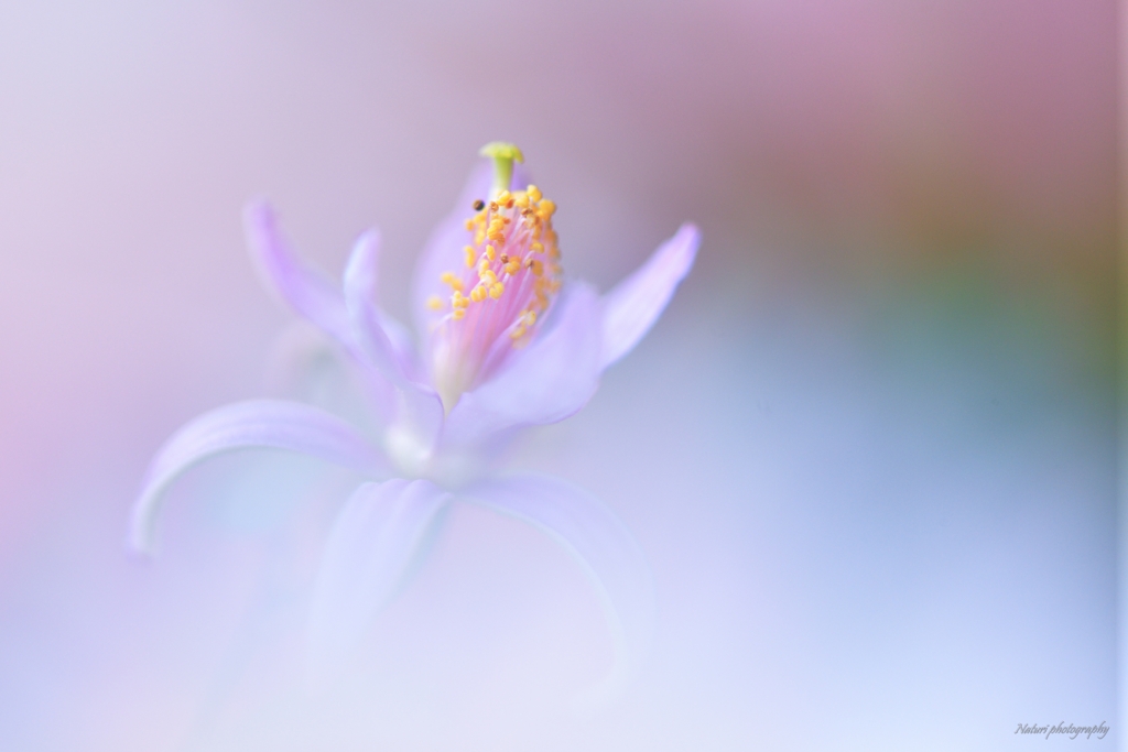 ☪✧*°｡˚✩　夢見る睡蓮木　✩｡˚*✧☪