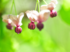 あけび雄花