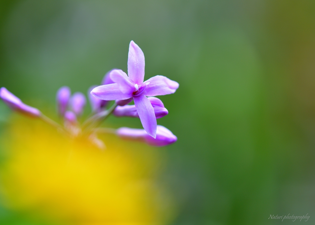 ツルバキア・ビオラセア