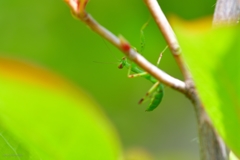ちびカマキリ