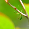 ちびカマキリ