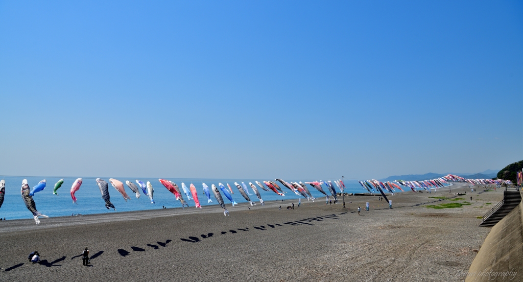 七里御浜 250匹鯉のぼり