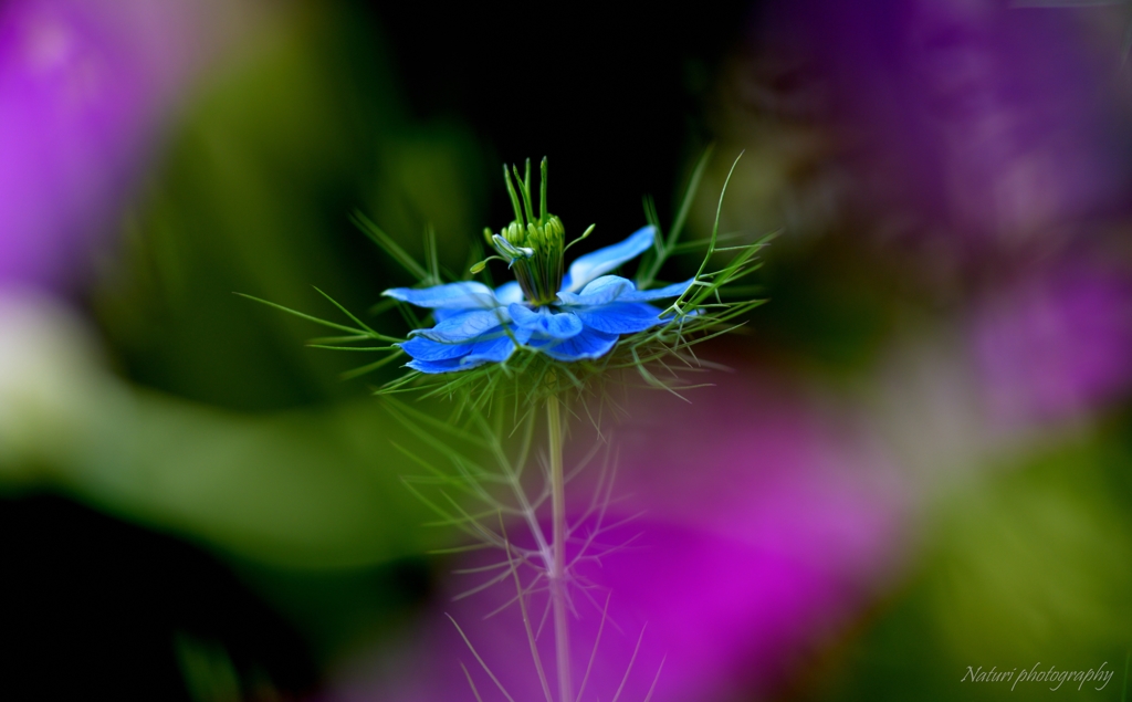 Love in a mist