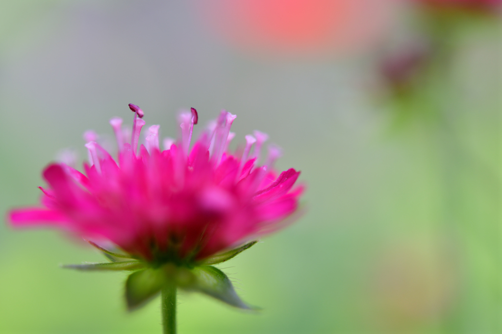 クナウティア  ‘マースミジェット’ 