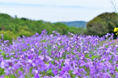 あわじ花さじき