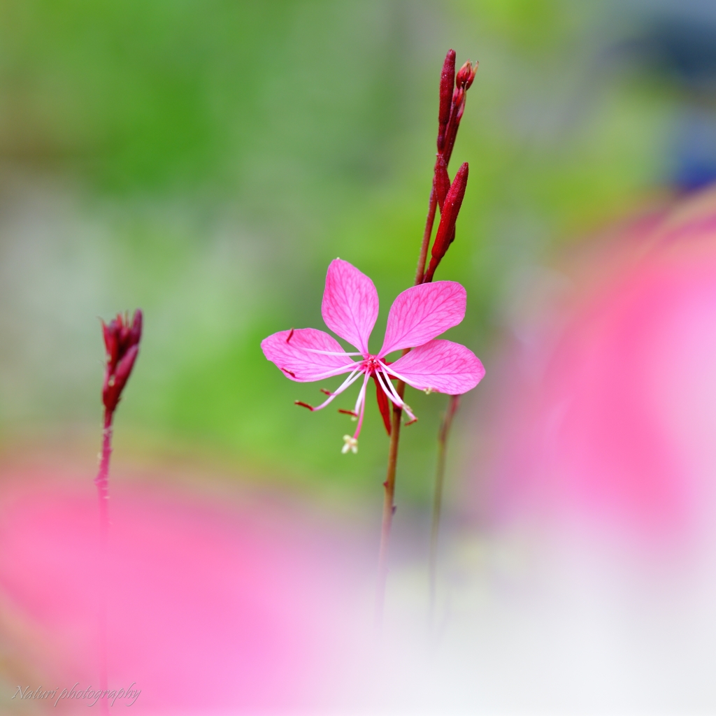 白蝶草