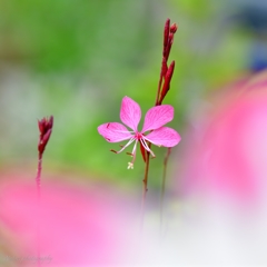 白蝶草