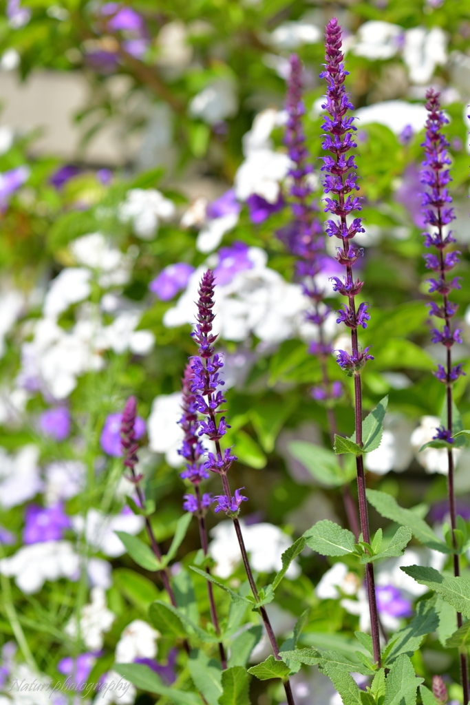 サルビア・カラドンナ