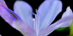 Water Hyacinth