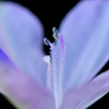 Water Hyacinth