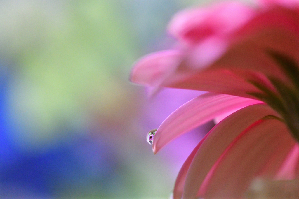 Pink Gerbera