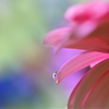 Pink Gerbera