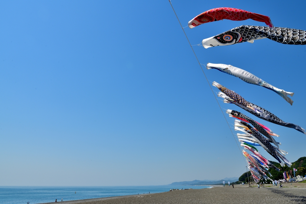 七里御浜鯉のぼり