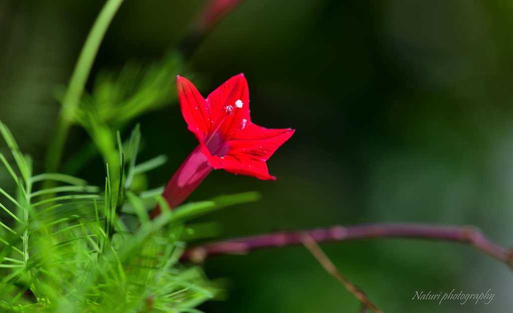 ルコウソウ赤花