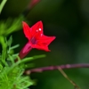 ルコウソウ赤花