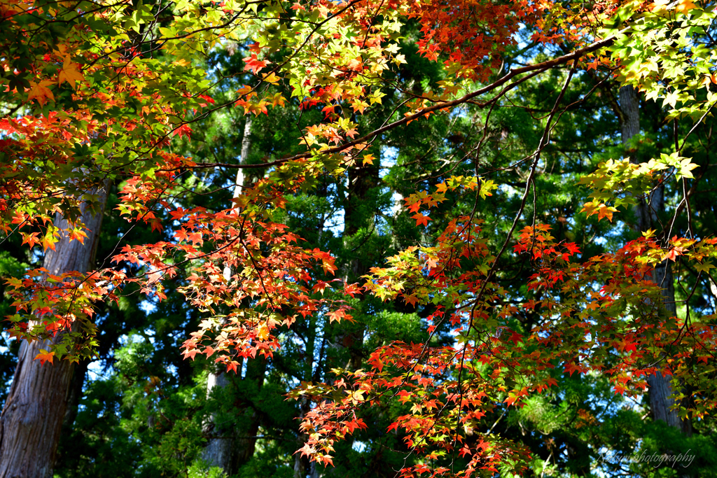 高野山紅葉2