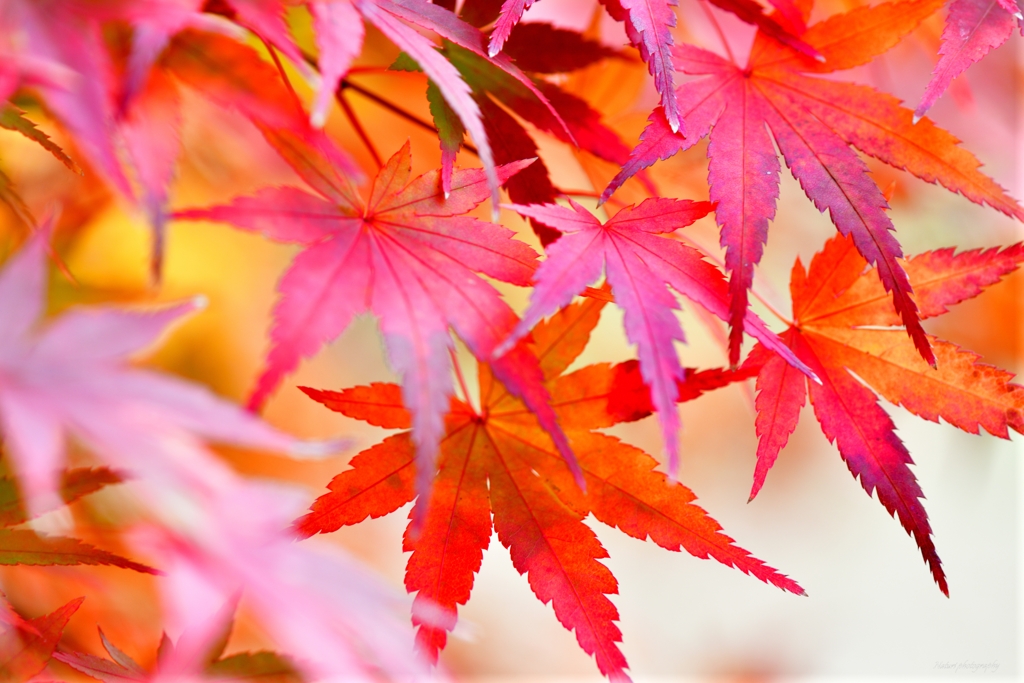 紅葉渓庭園1