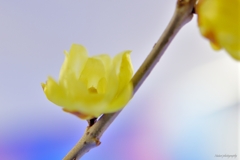 慈しみ