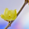 慈しみ