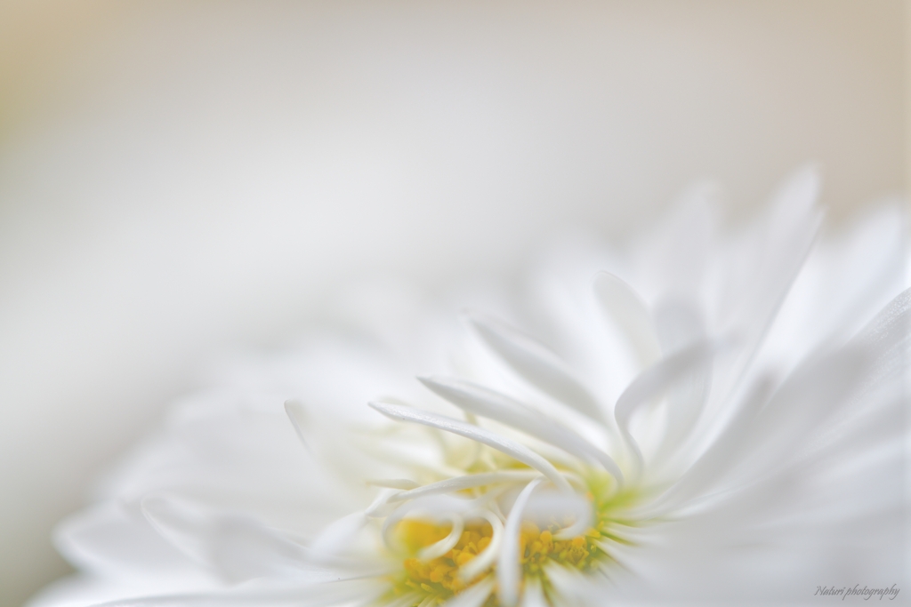 white daisy