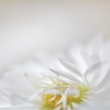 white daisy