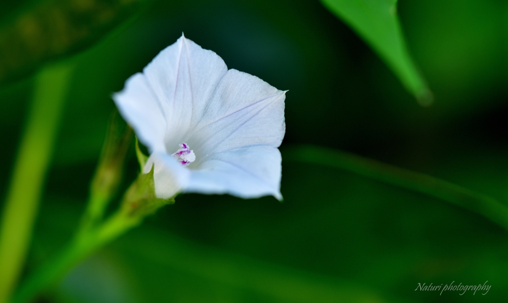 マルバルコウソウ白花