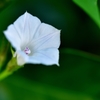 マルバルコウソウ白花