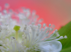 ストロベリーグァバ