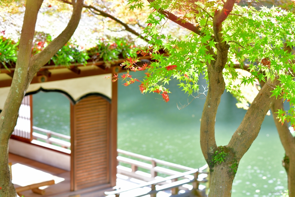 紅葉渓庭園3