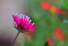 クナウティア  ‘マースミジェット’ 