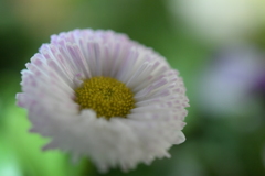White Daisy