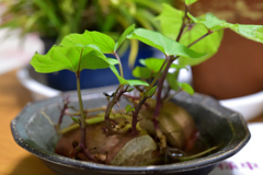 サツマイモ盆栽